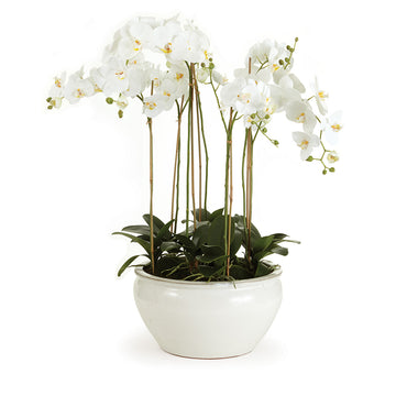 Barclay Phalaenopsis in Ceramic Bowl 36