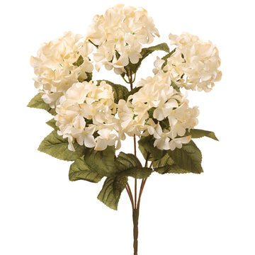 Hydrangea Bush x 5  Cream