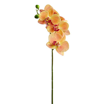 Small Phalaenopsis Orchid Spray Orange Burgundy