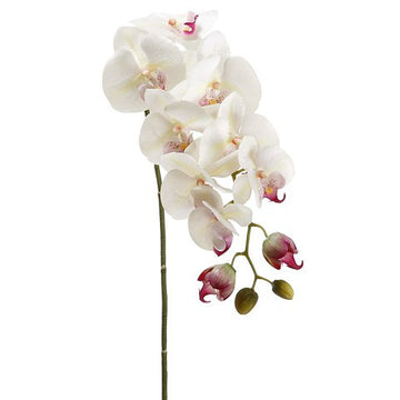 Phalaenopsis Orchid Spray Cream Rubrum
