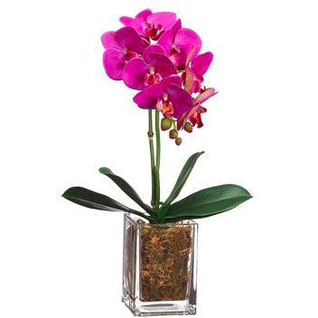 Mini Phalaenopsis Orchid in Glass Vase Orchid