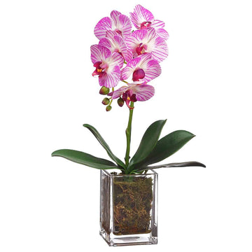 Mini Phalaenopsis Orchid in Glass Vase Orchid Cream