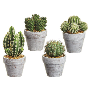 Cactus In Ceramic Pot Two Tone Green