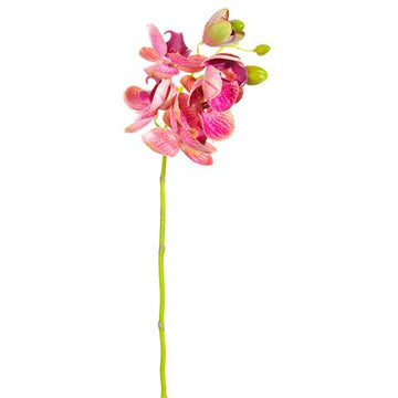 Phalaenopsis Orchid Spray
