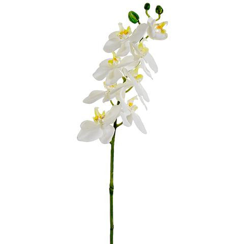Phalaenopsis Orchid Spray Orchid White