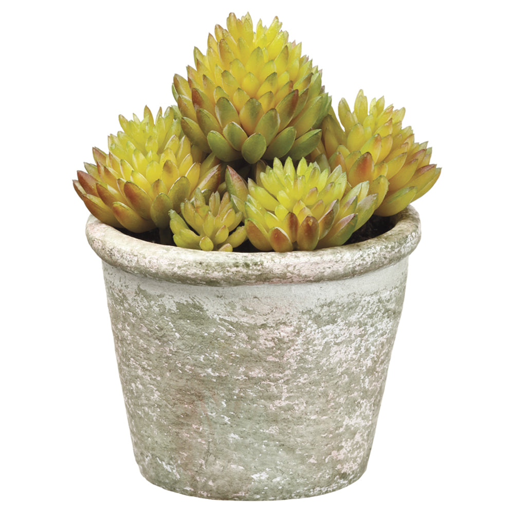 allstate floral succulents Sedum In Paper Mache Pot Green