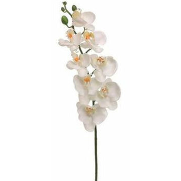 Phalaenopsis Orchid Spray White