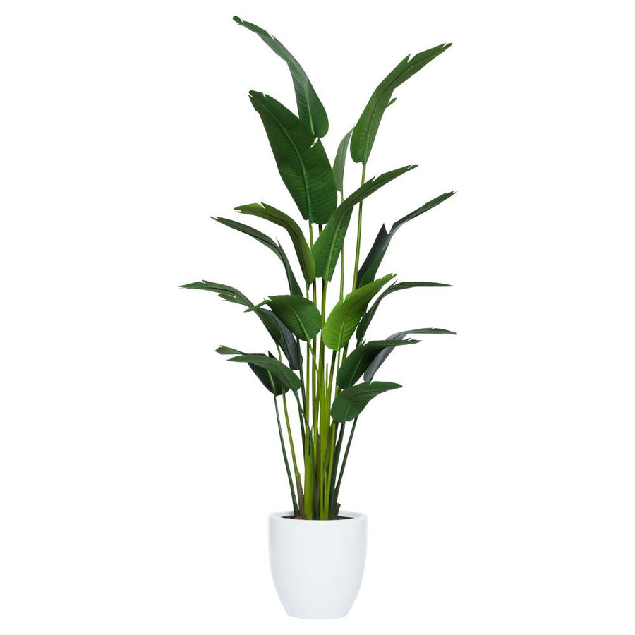 DLX Travelers Palm In White