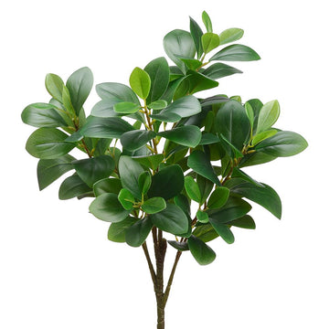 Peperomia Bush Green