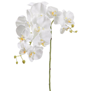 Phalaenopsis Orchid Spray Cream