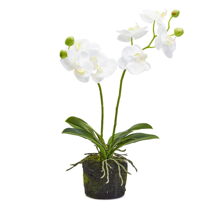 White Butterfly Faux Orchid in Moss Pot