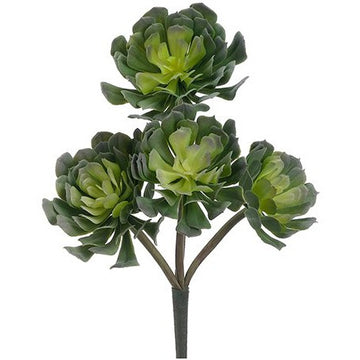 Soft Touch Echeveria Spray x4 Green