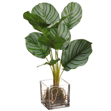 Calathea Plant in Glass Vase Green