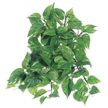 Medium Pothos Hanging Bush Two Tone Green