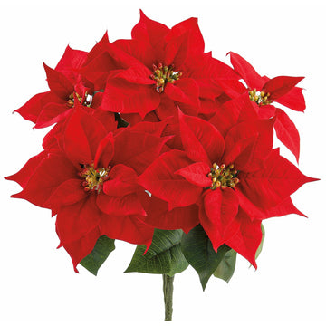 Velvet Poinsettia 15