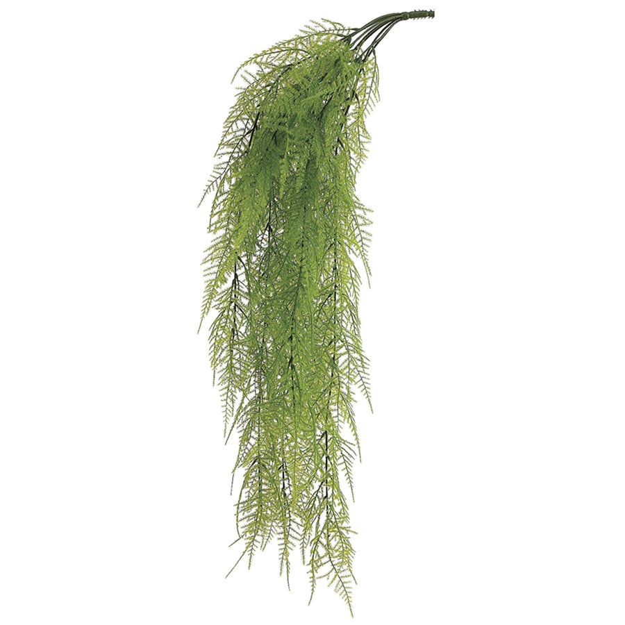 Asparagus Fern Hanging Bush Light Green