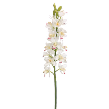 Cymbidium Orchid Spray Cream Burgundy 31
