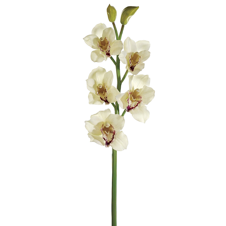 Cymbidium Orchid Spray Cream Burgundy