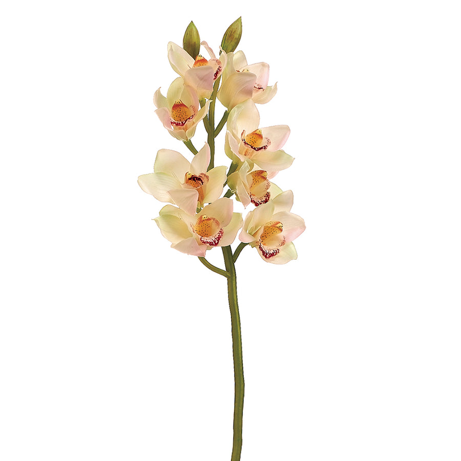 Cymbidium Orchid Spray Cream