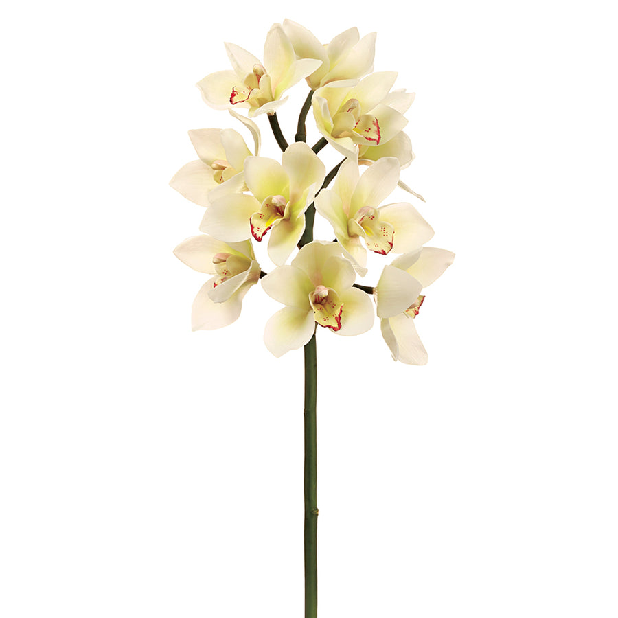 Cymbidium Orchid Spray White 23