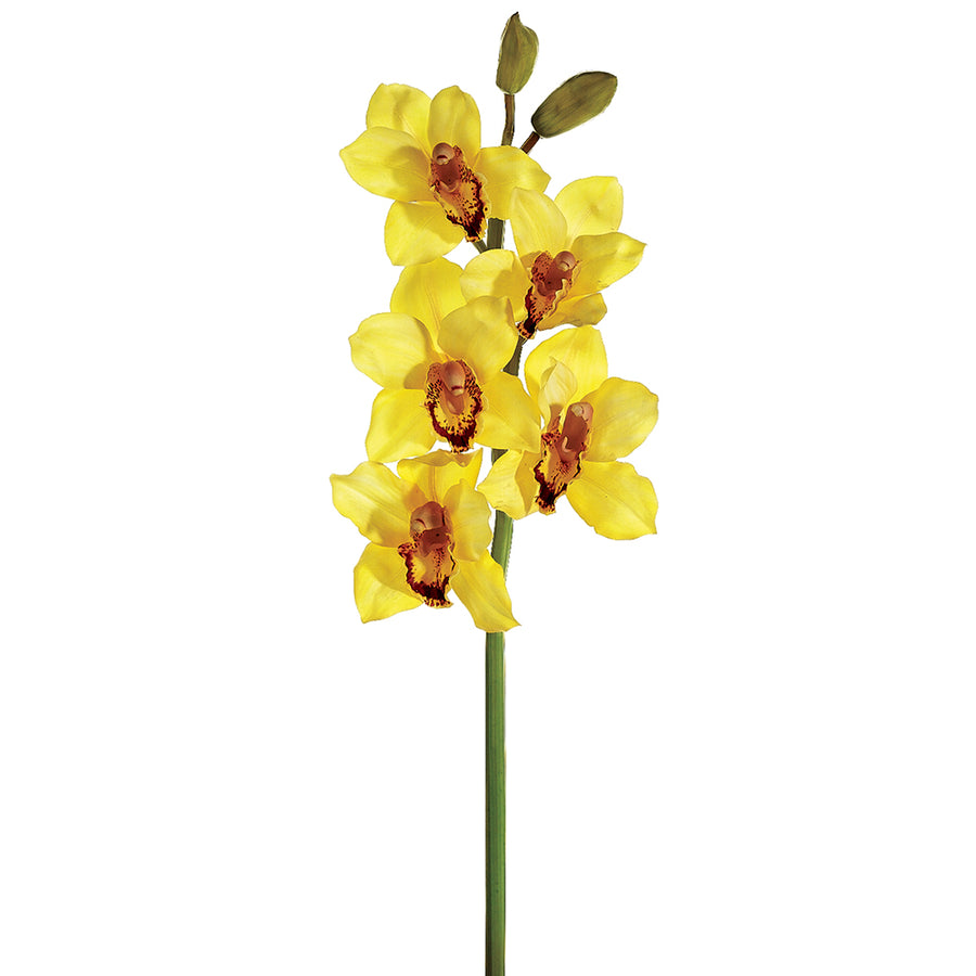 Cymbidium Orchid Spray Yellow Burgundy