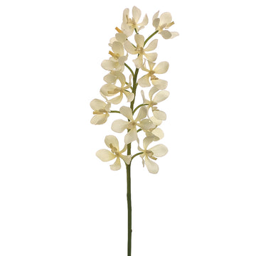 Mini Vanda Orchid Spray Cream