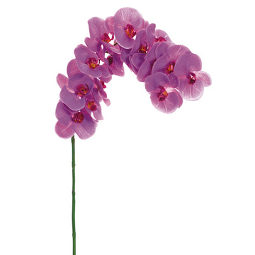 Phalaenopsis Orchid Spray