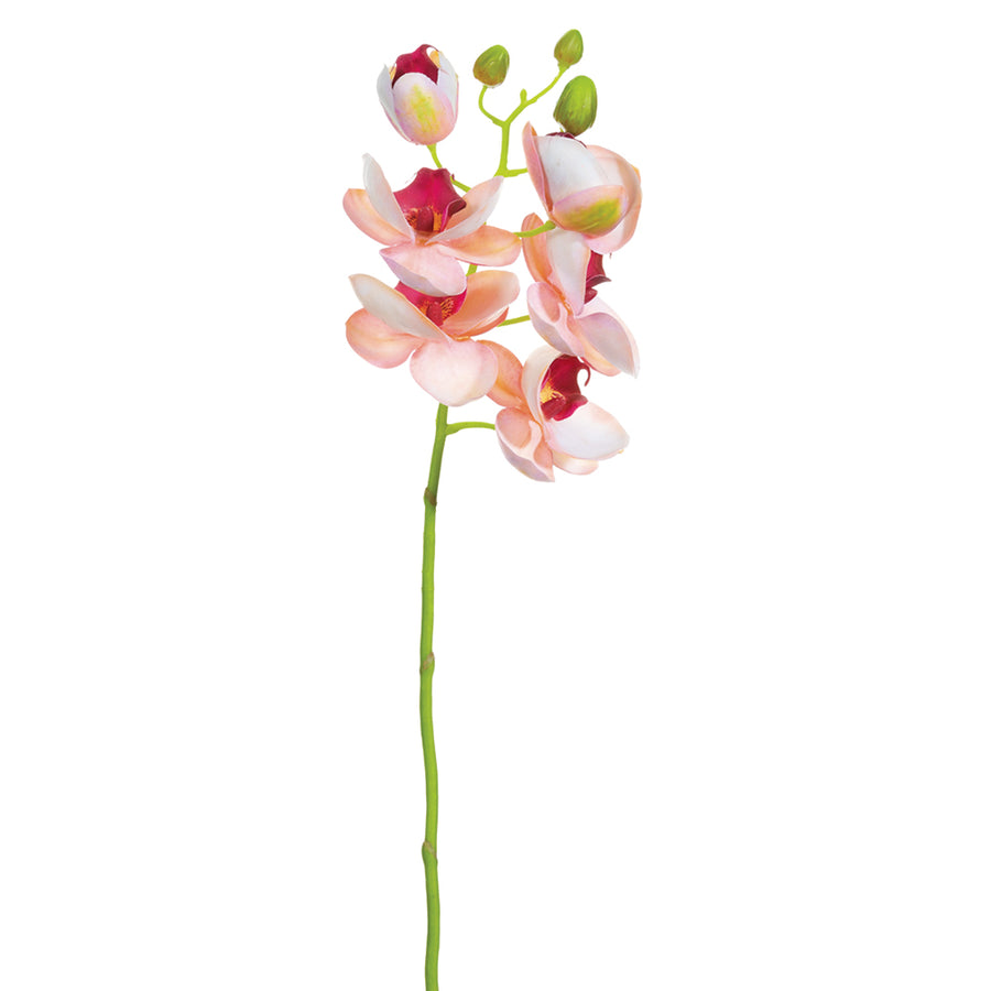 Phalaenopsis Orchid Spray Pink
