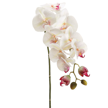 Phalaenopsis Orchid Spray Cream Rubrum 31
