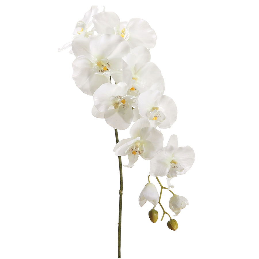 Phalaenopsis Orchid Spray Cream Green 44.5