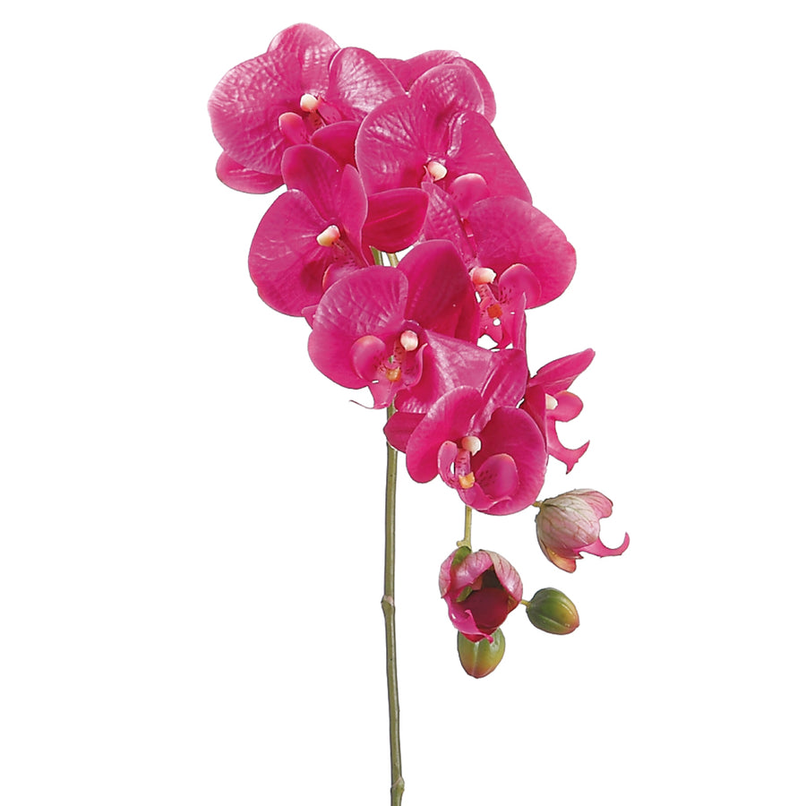 Phalaenopsis Orchid Spray Violet