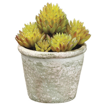 Sedum In Paper Mache Pot Green