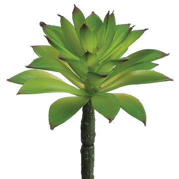 Mini Agave Green