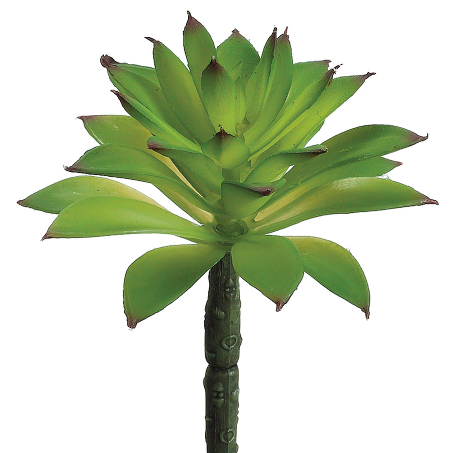 Mini Agave Green