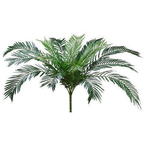 Cycas Palm Bush