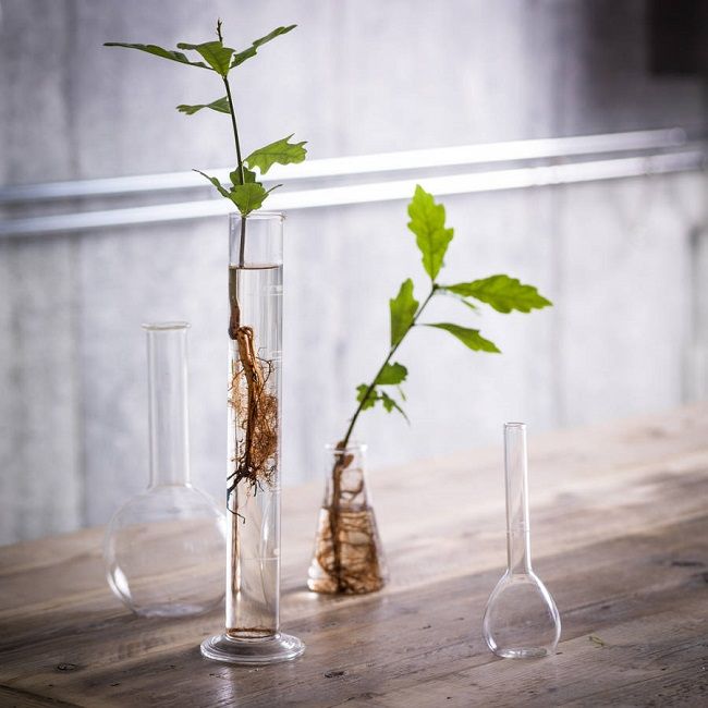 Chemistry Glass Test Tube Clear Vase