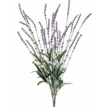 Lavender Bush Lavender